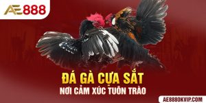 Đá gà cựa sắt